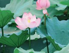 今日(rì)大暑，夏安！