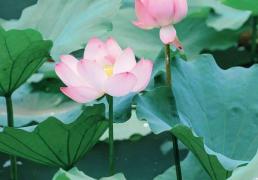 今日(rì)大暑，夏安！