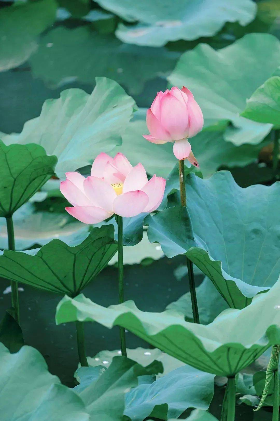 今日(rì)大暑，夏安！